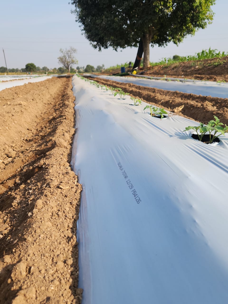 White black mulch film