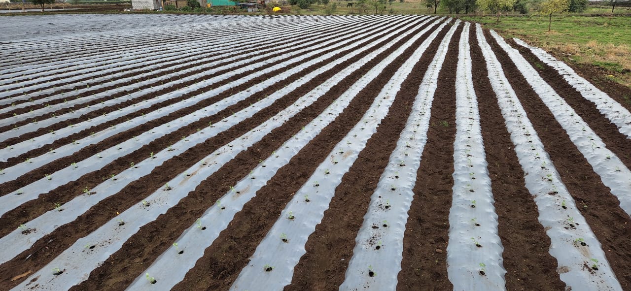 Sujala Mulch film at field
