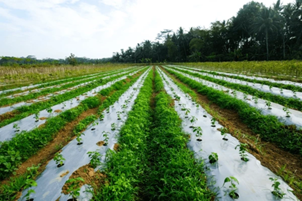 Farmer-Centric Innovation